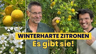 WINTERHARTE Zitrone 🤯 für JEDEN Garten Ich besuche den Wildobstspezialisten [upl. by Elaval420]