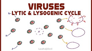 Lytic and Lysogenic Cycles of Virus Replication [upl. by Doris815]