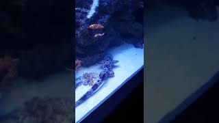 Epaulette shark in an aquarium [upl. by Torrence]