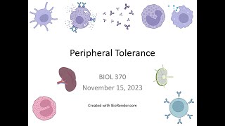 Immunology Fall 2023 Lecture 27 Peripheral Tolerance [upl. by Isa821]