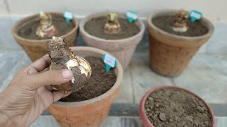 How to Grow Amaryllis Bulb  Hippeastrum [upl. by Brunhilde]