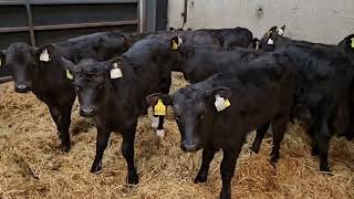 12 Aberdeen Angus Females for sale [upl. by Hayikaz]