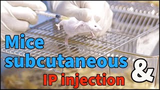 Mice subcutaneous injection and IP injection for beginners [upl. by Litch]