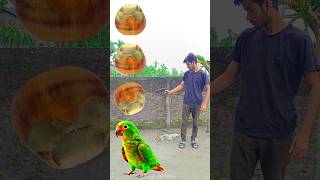 Rounding Toddy Plam Duck Peacock Pigeon amp Parrot  Birds names magic video [upl. by Ecnarepmet]