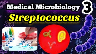 Streptococcus شرح بالعربي Morphology Classification and identification [upl. by Solrac]