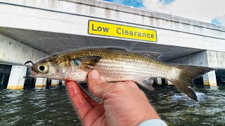 Combat Bridge Fishing For BIG Freshwater Snook [upl. by Shull]