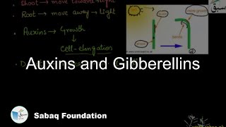 Auxins and Gibberellins Biology Lecture  Sabaqpk [upl. by Eibbed]