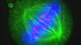 Huso mitótico Biología molecular [upl. by Nam]