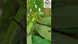 Praying mantises eat their mates in the wild during mating insects catlover insect mantis [upl. by Tolkan962]