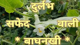 BAGHNAKHI KA PAUDHA🌿Rare Plant।।Safed kowa।white Martynia Annua।। [upl. by Kee961]