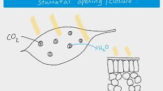 A2 biology  stomatal opening [upl. by Alyac]