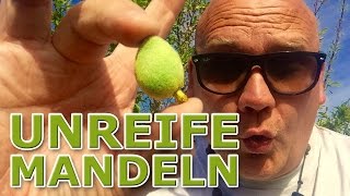 Fit für die Finca Unreife Mandeln [upl. by Adnilemre]