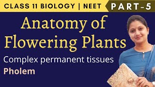 Anatomy of Flowering Plants  Class 11 Biology  Part5 [upl. by Eisenstark427]