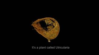 The secret of how Utricularia Gibba makes its animal sucking traps [upl. by Atinrehs]