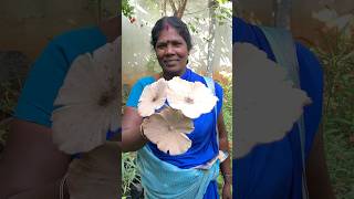 இன்ப அதிர்ச்சி🍀Thanks to Mother Nature🙏💚Home garden mushroomnatutehealthylifestyleshorts [upl. by Ahsinan]