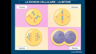 Tout savoir et comprendre sur la mitose [upl. by Aicilra195]