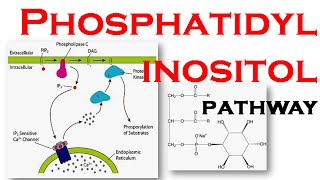 Phosphatidylinositol pathway [upl. by Tova]