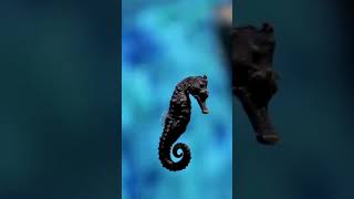 Seahorse shorts wildlife animal [upl. by Merfe]