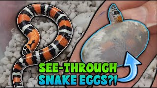 Gorgeous Baby Tricolor Hognose Snakes Hatching [upl. by Pen98]