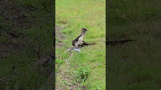 Sparrowhawk catches a pigeon 😳 [upl. by Selyn369]