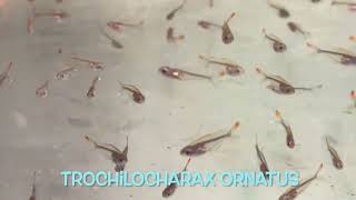 Trochilocharax ornatus [upl. by La]