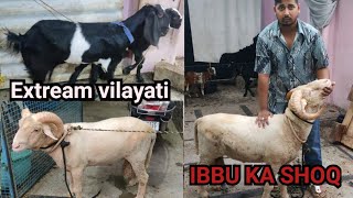 premium quality Biggest vilayati Sheep Available at Barkas [upl. by Adnilab736]