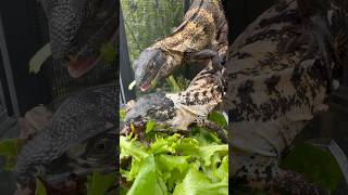 Juvenile Pied pectinata males spinytailiguana reptiles peacockbash pectinata ctenosaura [upl. by Pelpel]