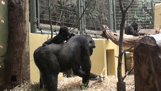 Apes  Gorilla maximum  Funny Videos For All [upl. by Clemens]