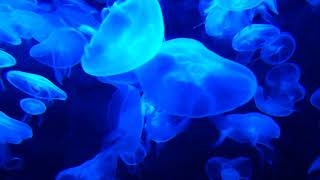 Jellyfish in a Tank of Water or Blue Aquarium  Video Background [upl. by Kenwrick]