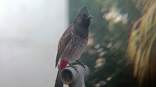 Red Vented bulbul video full [upl. by Einhpets]