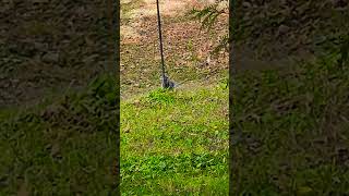 🎶Blue jay forages then flies bird nature short [upl. by Buddie580]