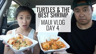 40 TURTLES amp THE BEST SHRIMP  MAUI VLOG DAY 4  October 20 2017 [upl. by Lais]