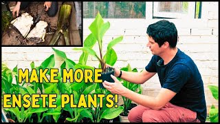 How to make more Ensete Banana plants Propagation Guide [upl. by Iahc]