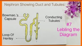 How To Draw Nephron Diagram  Nephron Drawing  Structure of Nephron Chitr Step By Step nephron [upl. by Stricklan]