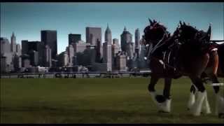 Budweiser Clydesdales 9 11 ten years later Tribute [upl. by Nickie741]