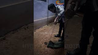 Highly venomous Russell’s viper snake rescued by Vishant NaikViral [upl. by Nichani]