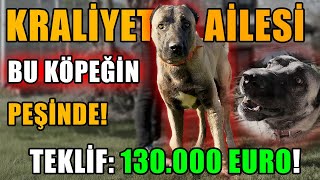 Hayvanları İçin 80 Dönüm Çiftlik Kuran Adam Devasa Tesis Lider Club Bölüm 1 Köpekler [upl. by Acsirp710]