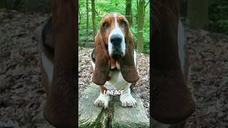 Basset Hound 🐶 [upl. by Dimond]