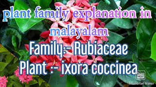 FAMILY RUBIACEAE family explanation in Malayalam using plants [upl. by Ninazan356]