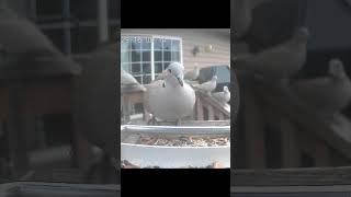 King Of The Feeder birds birdcam naturecam montanawildlife wildlife [upl. by Ainirtak]