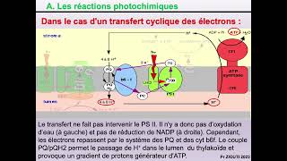 Physiologie végétale  Nutrition carbonée 8  Théorie chimioosmotique cycle de Calvin [upl. by Strait]