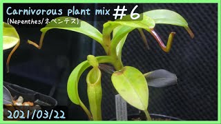 食虫植物栽培日記 Carnivorous plant mix ＃6《ネペンテス》 [upl. by Eipper]