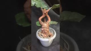 Screaming Mandrake Rootling [upl. by Leiahtan763]