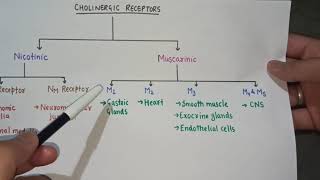 Cholinergic SystemParasympathetic System [upl. by Namref]