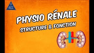 Physiologie rénale  Structure et fonctions [upl. by Bax]