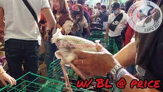 World Gamefowl Expo 2023 w BL  PRICE [upl. by Downes]