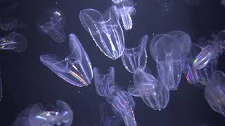 キタカブトクラゲ Bolinopsis infundibulum クラネタリウム 山形の加茂水族館へ行って来ました～♪ C0043 [upl. by Nosyarg559]