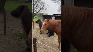 Kriebels 🥰 music horse funny vlog equestrian paard pony vlogger ponylife [upl. by Leunam]