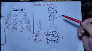 physiology guyton chapter 49 last partThermal sensationThermal receptors temperature pathway [upl. by Yrahca]