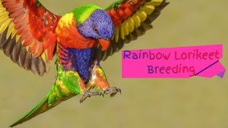 Rainbow lorikeet breeding tips  Australian parrots  Birds and Beyond [upl. by Sixele]